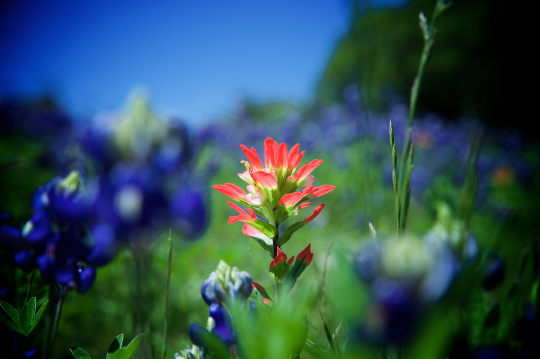 Editor's Health and Wellness 